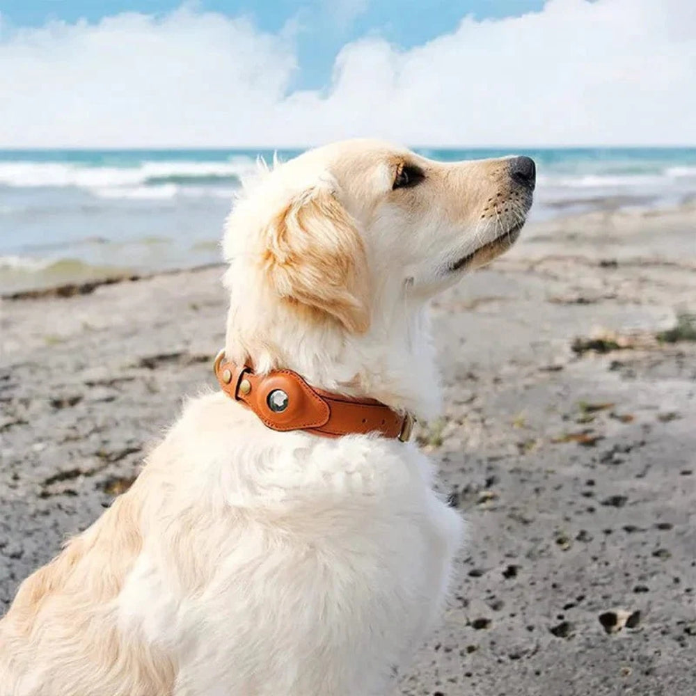 Dog Collar with Secure AirTag Holder