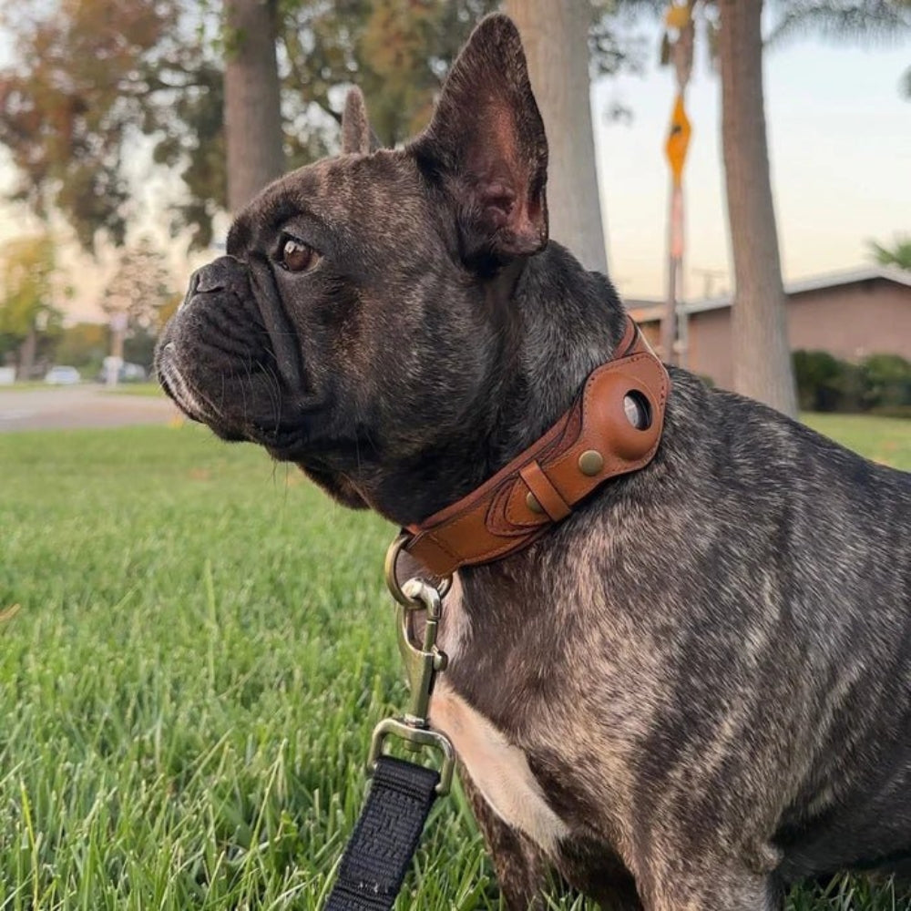 Dog Collar with Secure AirTag Holder