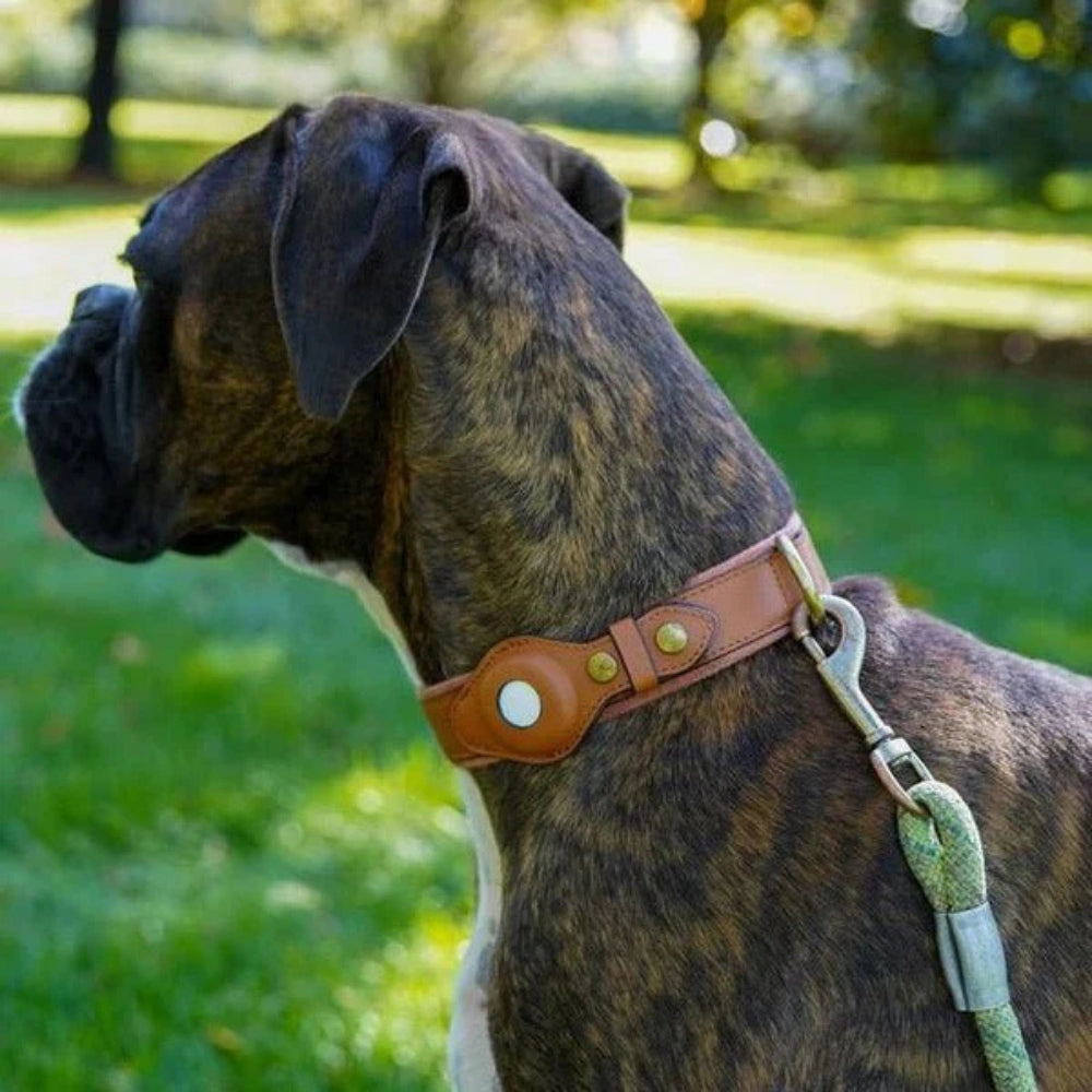 Dog Collar with Secure AirTag Holder