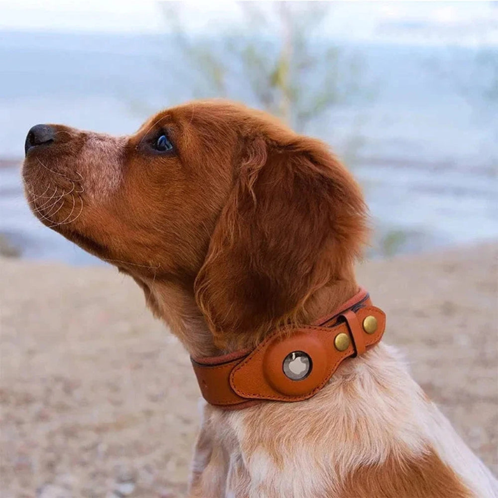 Dog Collar with Secure AirTag Holder