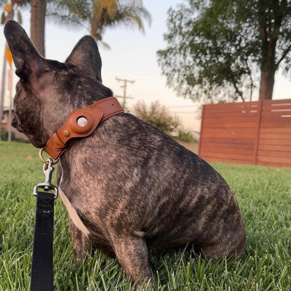 Dog Collar with Secure AirTag Holder